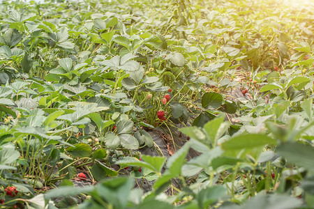 现代化草莓温室种植园高清图片