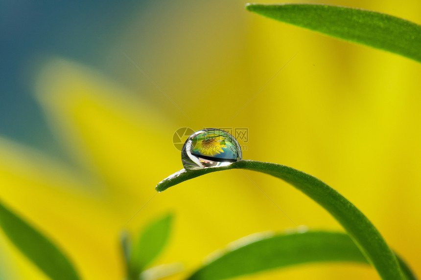 水滴中的花朵图片