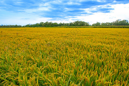 水稻收割芒种时节金黄稻田背景