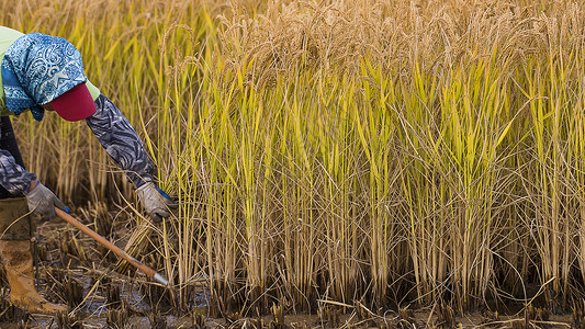农民收割芒种时节稻田收割背景