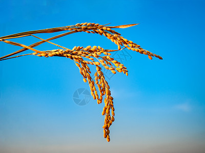 谷穗素材水稻成熟背景