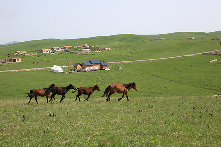 喀拉峻草原的马背景图片