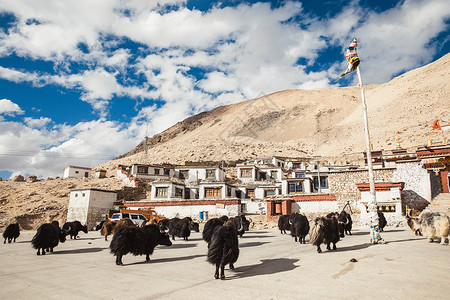 珠峰绒布寺牦牛背景
