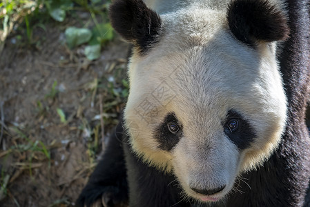 国家一级保护国宝熊猫背景
