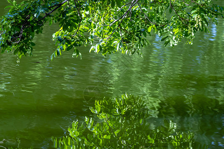 水上树叶背景图片