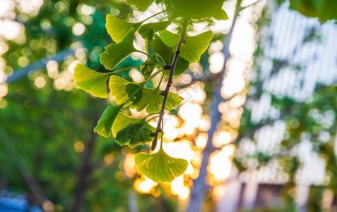 绿色剪影夏季银杏树背景