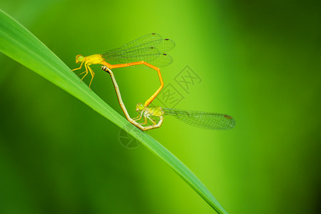 蜻蜓蜻蜓产卵高清图片