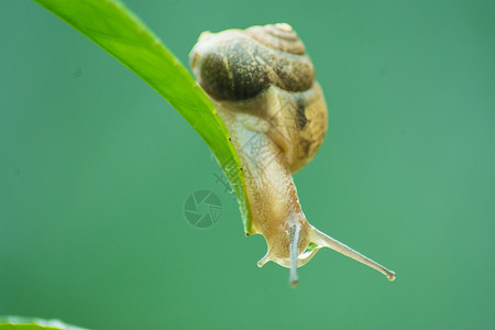 摸螺蛳蜗牛背景