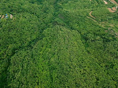 原始森林原始森林航拍高清图片