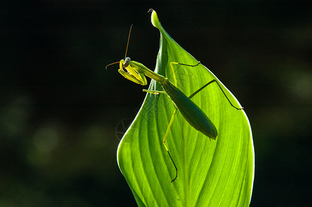 微距昆虫动物螳螂科高清图片