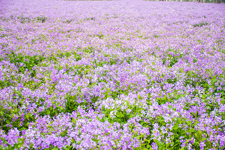 紫罗兰花海背景图片