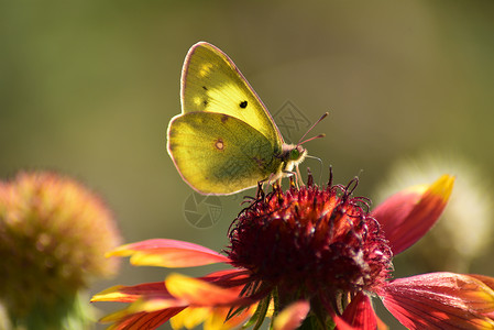 棕色花朵花边蝴蝶背景