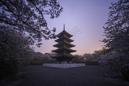 湖北武大樱花武汉东湖樱花园日出背景