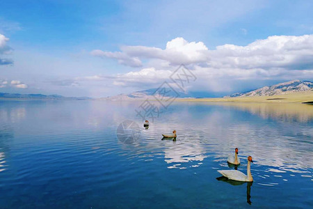 赛里木湖自然美白天鹅高清图片