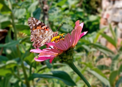 蝴蝶采蜜蝴蝶与花朵背景