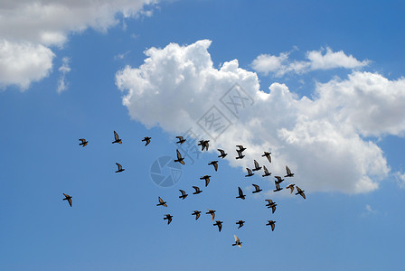 鸽子群蓝天飞翔高清图片