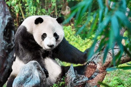 中国画熊猫熊猫在爬树背景