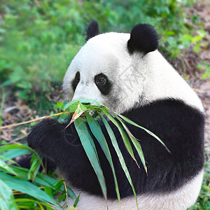 成都动物园熊猫吃竹子背景