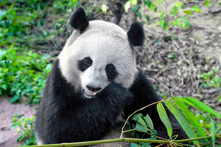 国画熊猫竹子熊猫吃竹子背景