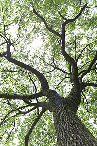 枝繁叶茂的大树背景图片