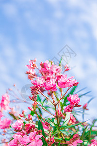 夏天夹竹桃背景