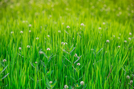 夏季绿草从一从绿草高清图片