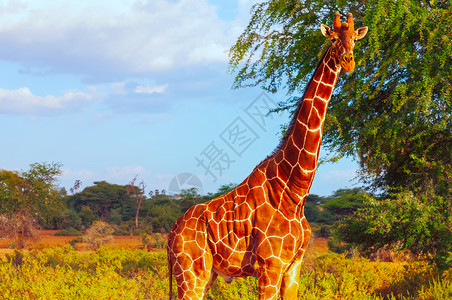 长颈鹿大型动物呼吸声高清图片