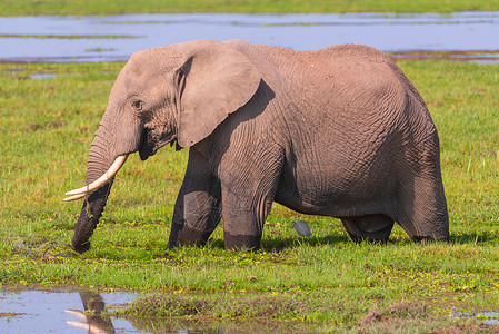 一头大象饮水的大象背景