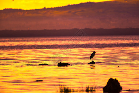 黄昏中的纳库鲁湖高清图片