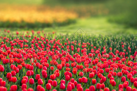 郁金香节花海风景背景