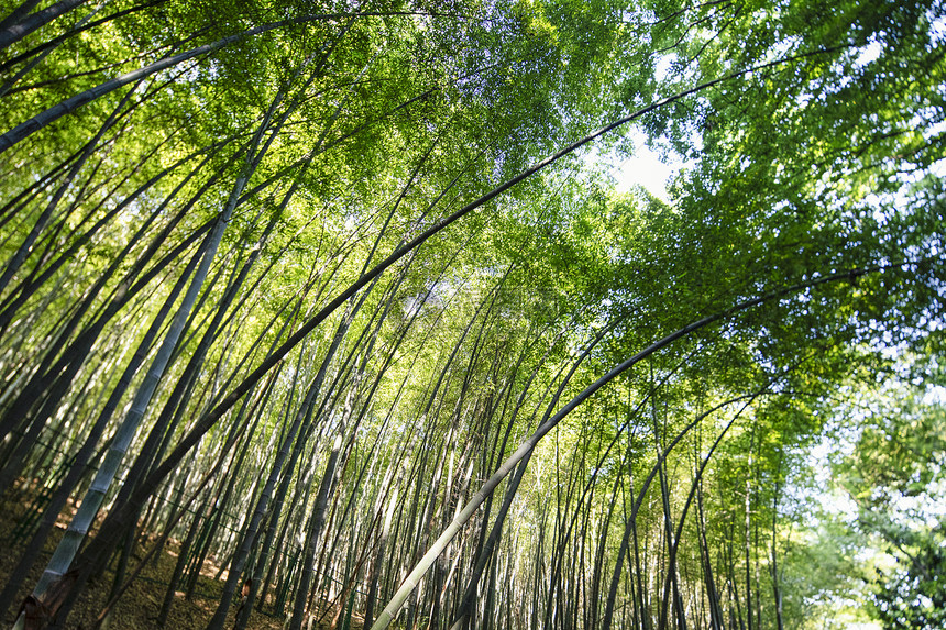 夏季竹林图片