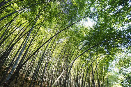 夏季竹林背景图片