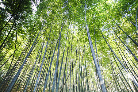 夏季竹林背景图片