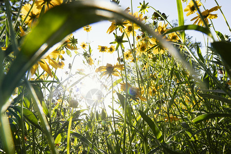 夏季小花边框黄色小野花背景