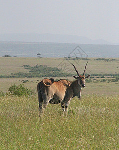 东非大草原的大角斑羚背景