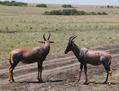 肯尼亚羚羊东非大草原的转角牛羚背景