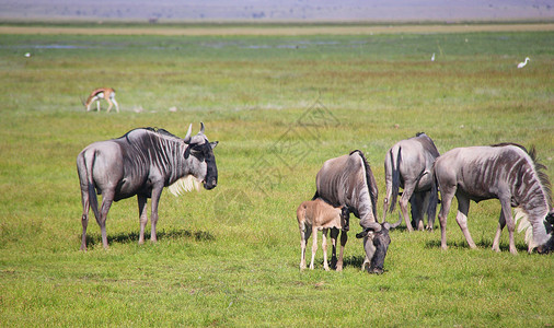 肯尼亚的角马家族高清图片