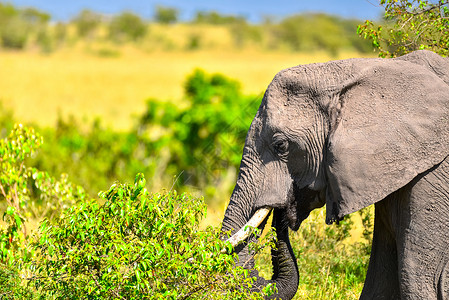 大象吃非洲象背景