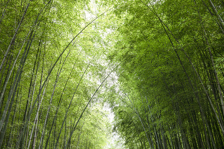 竹柱夏天竹林背景