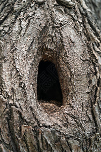 树洞图片