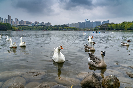西安曲江池公园的鹅群高清图片