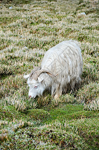 羊吃草背景图片