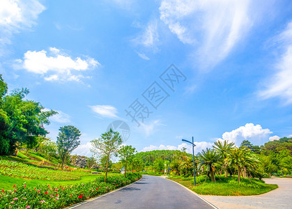 园林道路园林小路背景