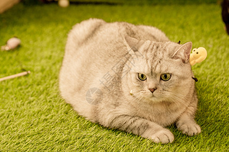 可爱猫咪宠物兰银草高清图片