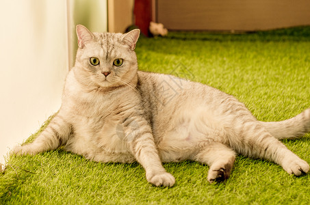 可爱猫咪遛猫兰银草高清图片