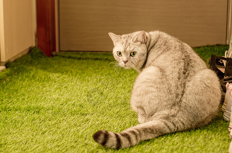 可爱猫咪英短兰银草高清图片