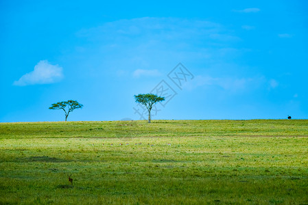 东非草原图片