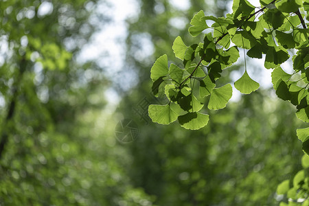 夏季绿植花卉银杏背景