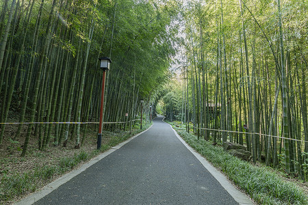 夏日竹林图片