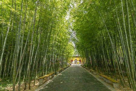 夏天避暑夏日竹林背景